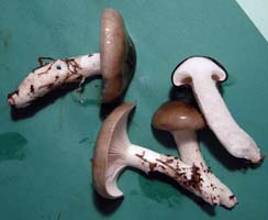 Hygrophorus fuligineus.